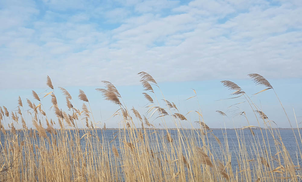 Horizont