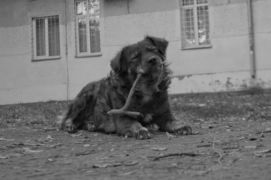 Kuče - Komšija